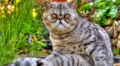 Мачка екзот (фото): играчка мачка со дебела волна