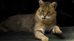 Мачка рид кавказ