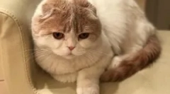 Cat lera kudryavtsa fofan: нова ѕвезда instagram