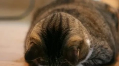 Мачката беше навредена: како да се најде заеднички јазик со него и да се направи