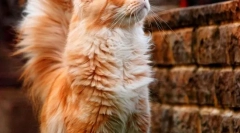 Мачки мејн кун (фото): кралевите на домашните мачки