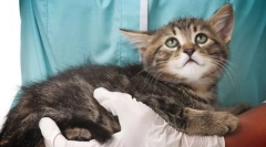 Кожни болести кај мачки