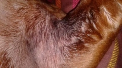 Болест на кожата