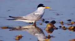 Малаја боја