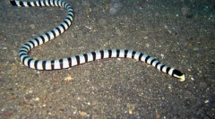 Главен парен морнар