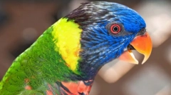 Прекрасни и паметни папагали