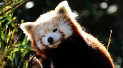 Црвена панда (слика): минијатурен огнен мечка