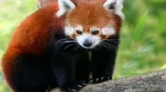 Црвена панда