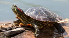 Црвена шуплива желка