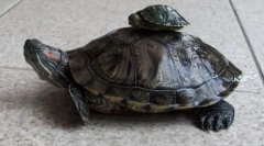 Црвенокосиот слатководни желки во природата и дома