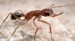 Црвен faetonian