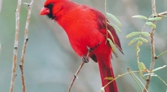 Црвен кардинал