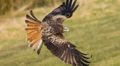 Црвениот korshun