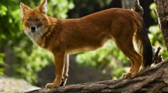 Црвен волкот (фото): опасен предатор со невообичаен изглед