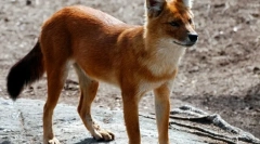 Црвен волкот