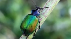 Красотел пахуков