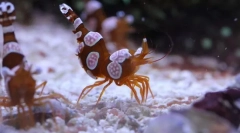 Ракчиња анемонева