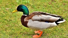 Mallard