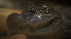 Крокодил: интересни факти за опасниот предатор