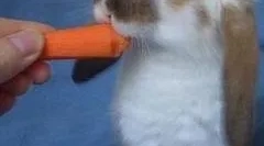 Зајаци: главни раси и правила за содржина