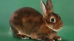 Зајаци рекс