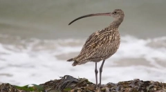 Испукани парична казна