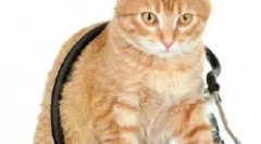 Циркулаторниот систем