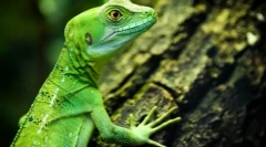 Циркулирачки рептили