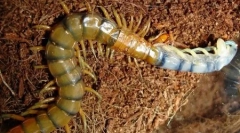 Големи планети за инсекти (6 фотографии)