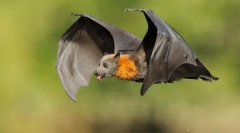 Криланови. Семејство на цицачи