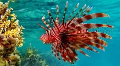 Lionland или zebra риба