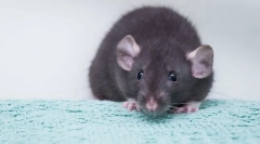 Стаорец дамбо