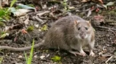 Стаорци во куќа и градина парцела