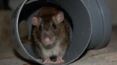 Стаорци во подрумот на станбена зграда