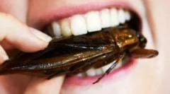 Кој јаде тараканов?