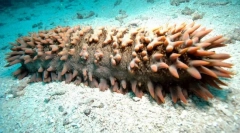 Кој од морски животни од страв ги губи цревата?