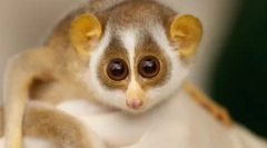 Кој е убаво од сите во светот: најмногу убаво и допирање на диви животни