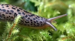 Кој е во светлината на сите заби: топ 10 животни, кои имаат многу заби