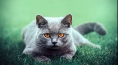 Кои се британските мачки: описот на расата, неговите карактеристики и сорти