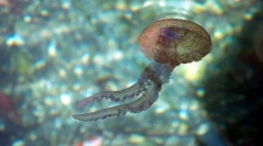 Кои се таква црево-среќа?