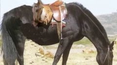 Кои се такви коњи?