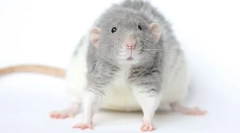 Крцкави раса стаорец рекс: опис и карактеристики