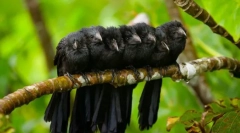 Cuckoo (фото): овој волшебник за домото и маскирање