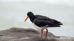 Кулик-четириесет променливи