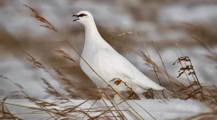 Партриџ бел медиум руски