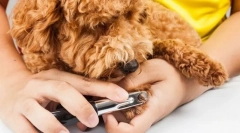 Канџи и розови за канџи