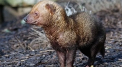 Грмушки куче