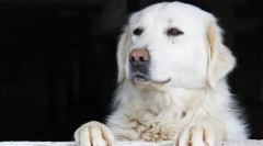 Кувас (фото): неверојатно убаво и слободно куче