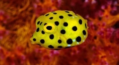 Коцка на телото