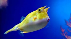 Тело роговичен обичен